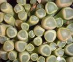 Fenster- Keulenblatt - Fenestraria rhopalophylla