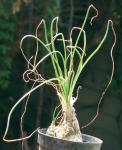 : - Albuca humilis