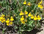 Zweiblütige Pantoffelblume - Calceolaria biflora
