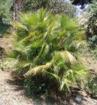 Acoelorraphe wrightii - Acoelorrhaphe wrightii