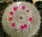 : - Mammillaria hahniana subsp. bravoae