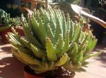 Kurzblättrige Aloe - Aloe brevifolia