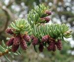 Spanische Tanne - Abies pinsapo