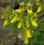 : - Calceolaria teucrioides
