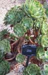 Aeonium canariense subsp. christii - Aeonium canariense var. palmense