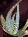 :-Aloe gariepensis