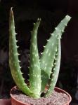 : - Aloe littoralis