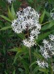 : - Amsonia tabernaemontana var. salicifolia