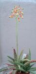 : - Aloe ellenbeckii