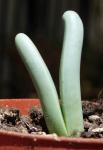 : - Argyroderma fissum