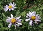 Pyrenäenaster - Aster pyrenaeus