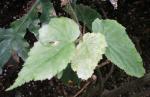 : - Begonia bufoderma