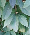 : - Callicarpa mollis