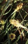 Hirse-Segge - Carex panicea