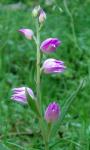 Rotes Waldvöglein-Cephalanthera rubra