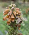 Kleinblütiger Fingerhut
- Digitalis parviflora