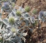 Stranddistel - Eryngium maritimum