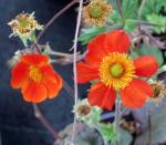 Rote Nelkenwurz - Geum coccineum