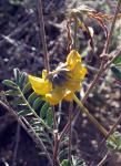 : - Hippocrepis scorpioides