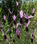 Schopf-Lavendel - Lavandula stoechas