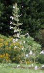 Quendelblättrige Bergminze - Clinopodium thymifolium