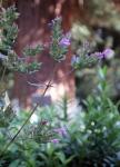 : - Origanum laevigatum
