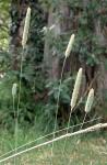 Rauhes Lieschgras - Phleum paniculatum