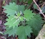 : - Urtica fissa