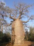 : - Adansonia fony var. rubrostipa