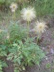 : - Anemone alpina subsp. apiifolia