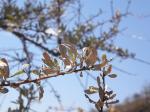 : - Dicoma incana