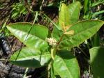: - Croton campestris