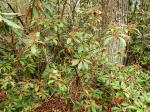 Berglorbeer - Kalmia latifolia