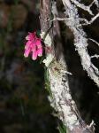 : - Microloma sagittatum