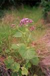 Steetz' Cinerarie - Pericallis steetzii