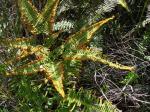 : - Dicranopteris flexuosa