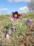 Wiesen-Kuhschelle - Pulsatilla pratensis