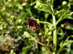 : - Scrophularia parviflora