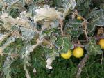 : - Solanum giganteum
