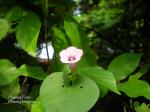 Afrikanische Petunie - Ipomoea triloba