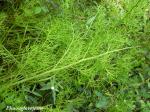 Wasserhornfarn - Ceratopteris thalictroides
