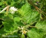 : - Croton hirtus