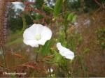 : - Aniseia martinicensis