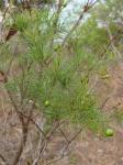 : - Eugenia angustissima