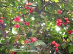 Java-Apfel - Syzygium samarangense