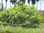 : - Ficus hispida