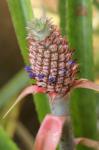 : - Ananas bracteatus