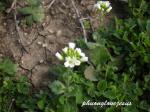 : - Draba cuneifolia