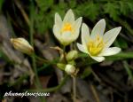 : - Nothoscordum bivalve