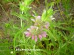 Zitronen-Monarde - Monarda citriodora
